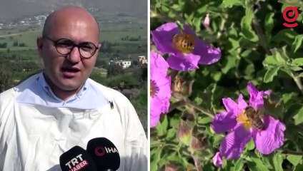 Mersin'de hasadı başladı, kilosu altınla yarışıyor: Tam bir protein zengini!