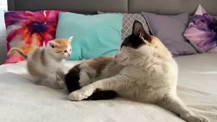 Dad Cat Ignores Tiny Kitten [Try not to Laugh]