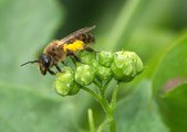 Le pollinisation des abeilles en vidéo