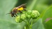 Le pollinisation des abeilles en vidéo
