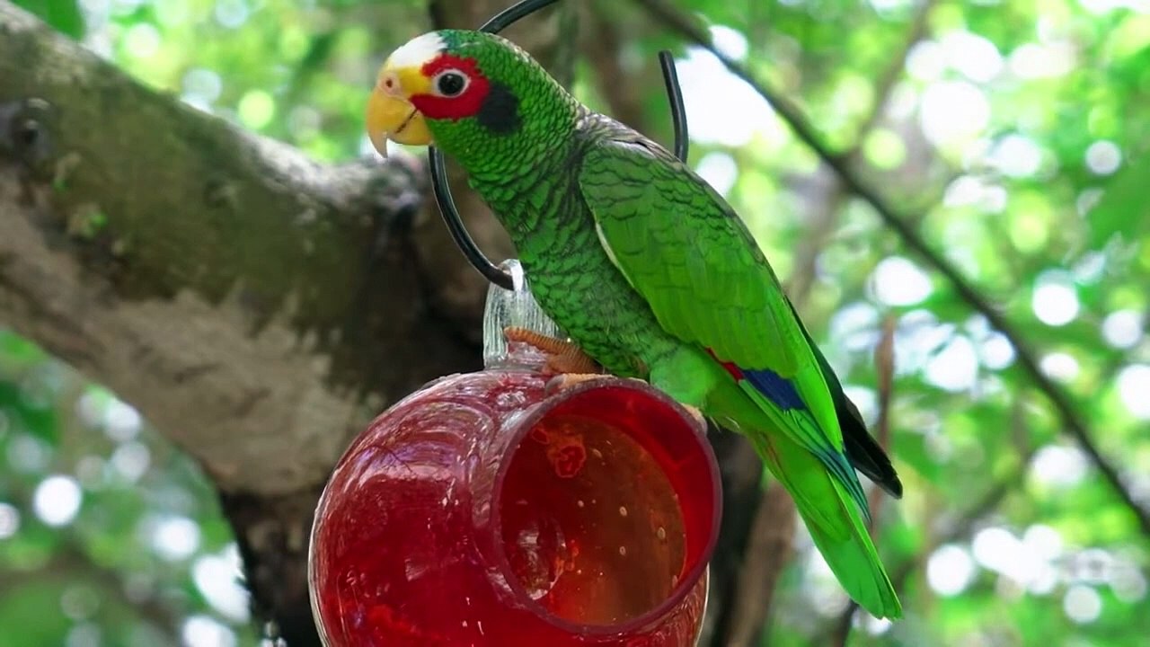 Birds Special Collection 2022 _ copyright free video _ Birds 4k Video Ultra Hd _ Amazing Wild Birds