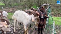 Paris-Roubaix 2024 : des chèvres et des boucs désherbent la Trouée d'Arenberg