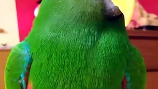 beautiful  birds l