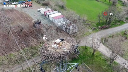 Yuvalarına dönen leylekler kuluçkaya yattı