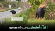 เปิดคลิป “กระทิง” วังน้ำเขียว ออกจากป่ามาเดินเล่นแต่กลับไม่ได้ !