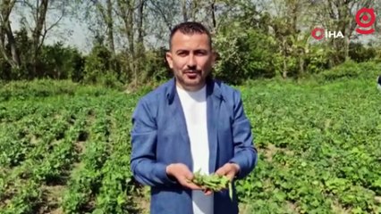 Açık havada yetişen erkenci fasulyede hasat başladı, fiyat 100 TL