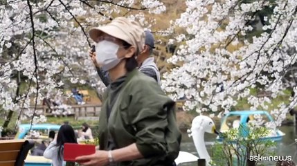 A Tokyo lo spettacolo della piena fioritura dei ciliegi