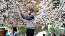 Tokyo crowds revel as cherry blossoms reach full bloom