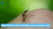 Especialista esclarece dúvidas sobre a dengue; veja