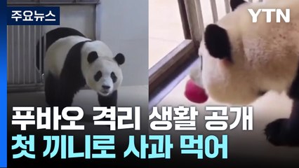 푸바오 中 격리 첫 끼는 사과...손가락 '쿡'에도 시끌 / YTN