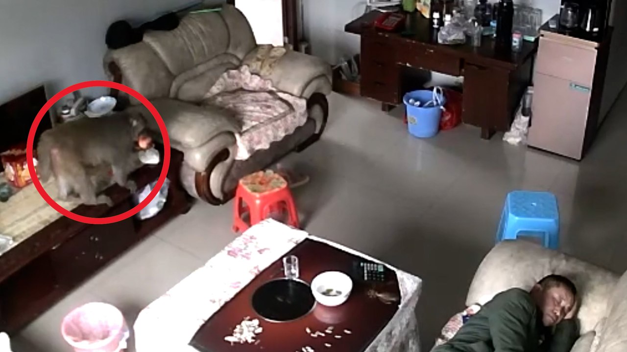 Ein Mann ist fassungslos, als er aufwacht und feststellt, dass sich ein Affe in sein Haus geschlichen und sein Obst gegessen hat