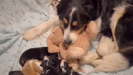 Sweet Momma Dog Keeps Stealing Stuffed Toy To Comfort Newborn Puppies | Wild-ish TV