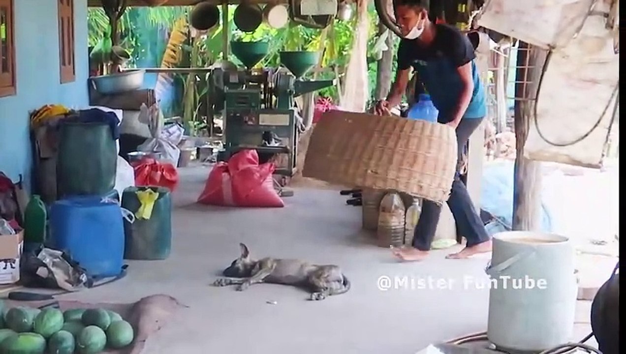 Wow!! New Prank _ Handmade Basket Prank on Sleeping Dog _ very Funny with try to stop Laugh!