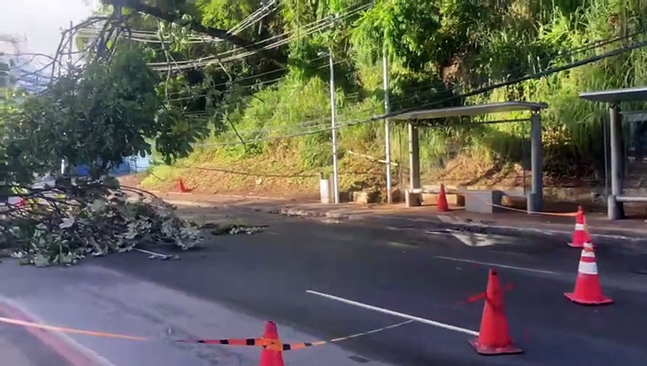 Árvore cai sobre fiação na Avenida Garibaldi, em Salvador, e bloqueia trânsito no local