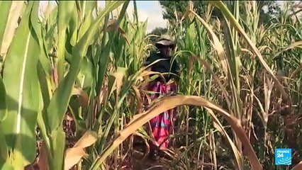 Zimbabwe declares El Nino drought a national disaster