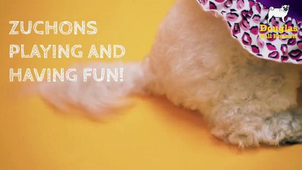 Zuchon Puppies For Sale Liverpool | Douglas Hall Kennels