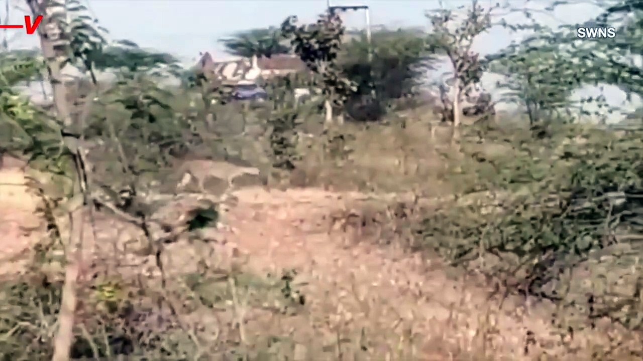 This Real-Life Cat Fight Almost Turned Ugly!