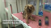 Beaten and locked in the dark for 10 years, this dog now has a second chance