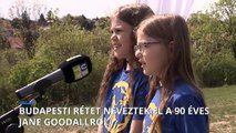 Budapesti rétet neveztek el Jane Goodallról 90. születésnapja alkalmából