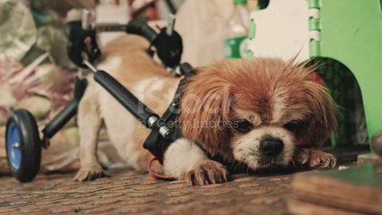 nanhe kutte ka najara