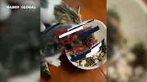 Mama kasesini paylaşmak istemeyen kedi gülmekten kırdı geçirdi