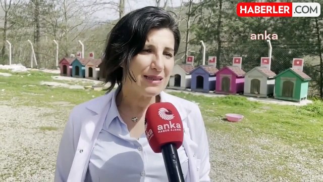 Veteriner Hekimlerden Belediyelere Hayvanları Koruma Kanunu Çağrısı