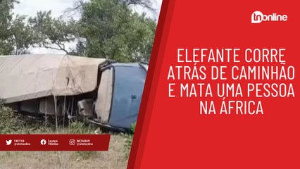 Elefante corre atrás de caminhão e mata uma pessoa na África; vídeo