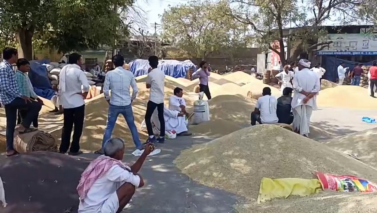 1231 भूमिपुत्र समर्थन मूल्य पर बेच सकेंगे सरसों-चना