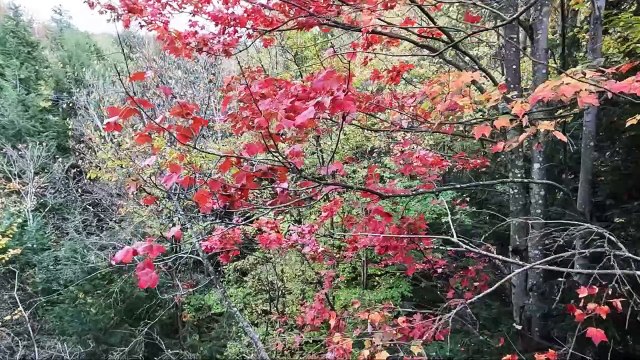 Canada : Québec (Cantons de l'Est)