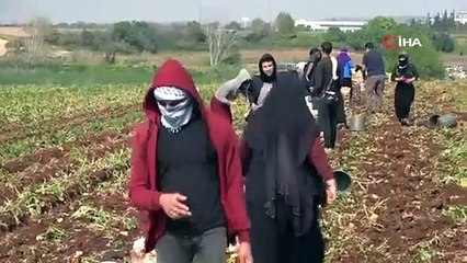 Adana'da sabahın erken saatlerinde hasat başladı, dönüm başına 4 ton ürün: Tarlada kilosu 17 TL!