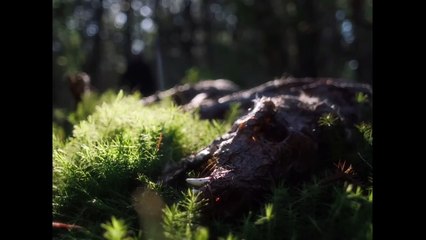 De naturaleza violenta Tráiler VO