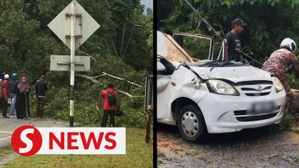 Man dies after tree falls on his car in Seremban