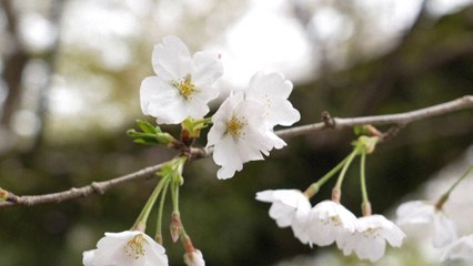 Tokyo s'émerveille devant ses cerisiers en fleurs