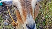 my pet
