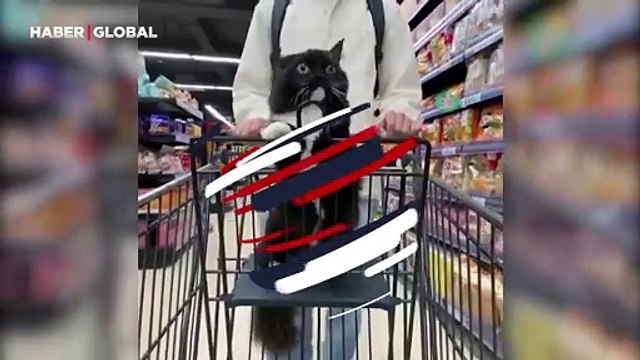 Marketi alışveriş arabasında gezen kedinin ağzı açık kaldı: Yaşıyorsunuz bu hayatı