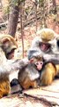 Monkey Viral Video, Viral Video, Wild Animals In India#Animalsvideo#Monkeyvideo#Wildanimals