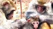 Monkey Viral Video, Viral Video, Wild Animals In India#Animalsvideo#Monkeyvideo#Wildanimals