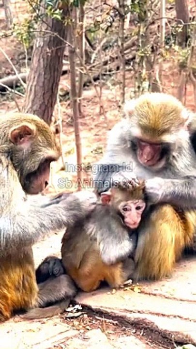 Monkey Viral Video, Viral Video, Wild Animals In India#Animalsvideo#Monkeyvideo#Wildanimals