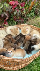 cat like i am enjoying with my friend