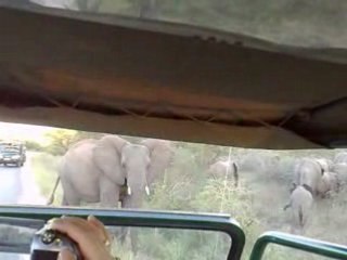 60 ELEPHANTS KRUGER AVRIL 2008