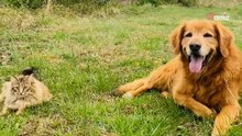 Va a vivere in campagna: il suo vecchio Golden Retriever trova nuovi amici!