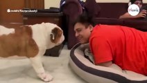 Bulldogge sieht Herrchen im Hundekörbchen: Ihre Reaktion bringt alle zum Lachen (Video)