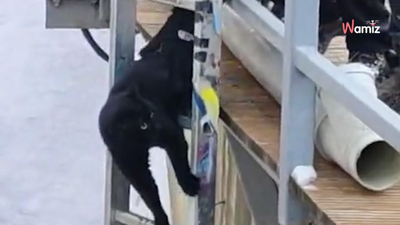 Ils essaient de sauver un chat coincé au bord d'une rivière glacée : ils ne s'attendaient pas à ce scénario (vidéo)