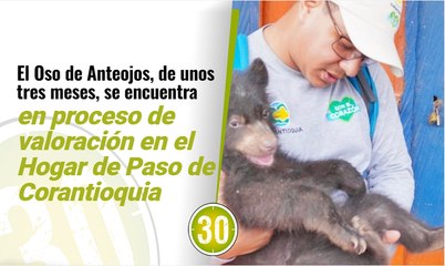 Oso de Anteojos convivió con familia campesino del Nordeste por cerca de dos meses, Corantioquia lo recuperó