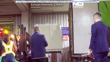 No Comment : le panda géant Fu Bao quitte la Corée du Sud
