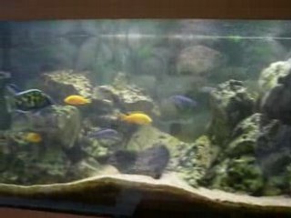 Aquarium malawi 300L