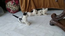 Mother Cat Proudly Watching Her Naughty Kittens Fighting And Drifting