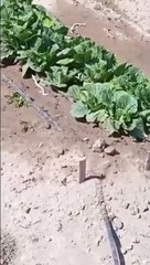 Un petit voleur dans le jardin potager