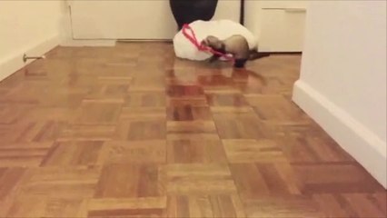 Whisker Sisters- Same Ol Prod- Neiren