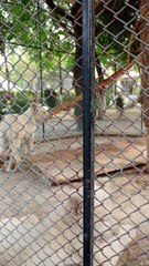 Lion Cubs Playing #viral #trending #foryou #reels #beautiful #love #funny #delicious #fun #love